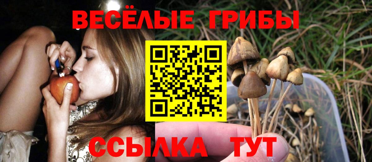 Алейск  Псилоцибиновые грибы Psilocybine cubensis  Вход с VPN 